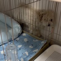 顔がつぶれたてんてん君