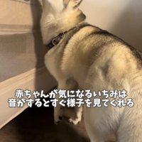 ベッドを覗く犬