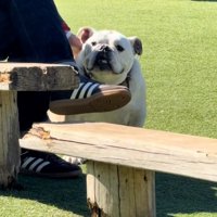 投稿者さんを見るぱせり君