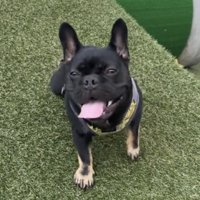 舌を出して見上げる犬