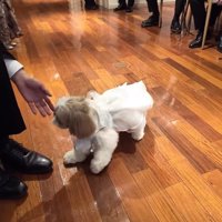 リングドッグに挑戦するつぶちゃん8