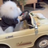 ハンドルを握る犬