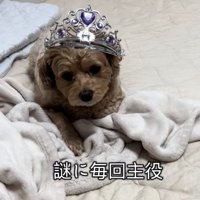 虚無顔の犬