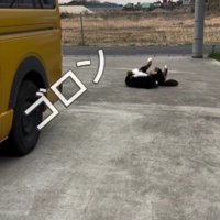 仰向けでジタバタ