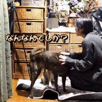 飼い主に撫でてもらう犬