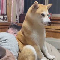横になっている男性にお尻をくっつけて座る犬