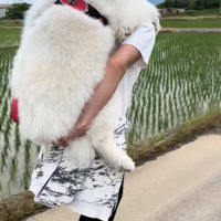 おんぶしてもらう大型犬6