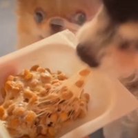納豆をあげてみた