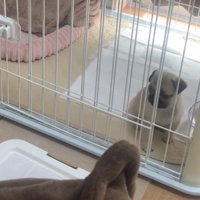 ケージ越しに外を見る犬