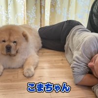チャウチャウ犬のこまめちゃん