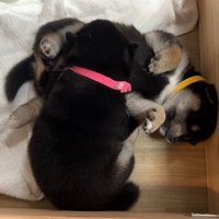 冒険後は仲良く爆睡♡