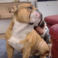 座る犬に顔を寄せる赤ちゃん