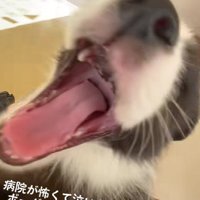 今では病院好きなわんこに！！