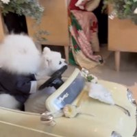 ゲストの前を進む犬