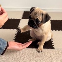 飼い主の手のひらに前足を近づける子犬