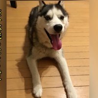 毛並みもボサボサ