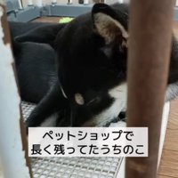売れ残っていた柴犬をお迎え