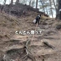 山道を登る犬
