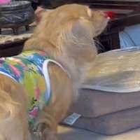 女性を見つめる犬の顔