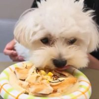 ピザ