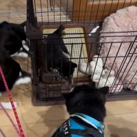 顔を前に出すかぜちよくん