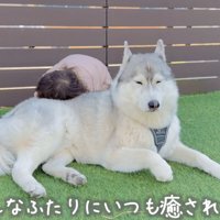 女の子に顔を埋められて目を細める犬