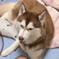 ミルクの順番待ちをするたこやきちゃん2