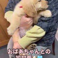 大型犬の子犬とおばあちゃん