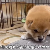 「びっくりしたよ～」