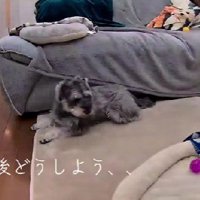 落ち着かない様子でソワソワ