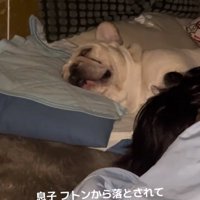 布団で寝る犬