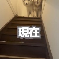 並ぶ2匹の大型犬