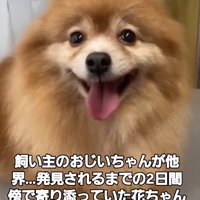 笑顔でカメラを見つめる犬