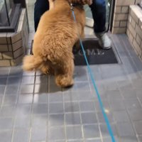 美容院の女性に撫でてもらう小型犬