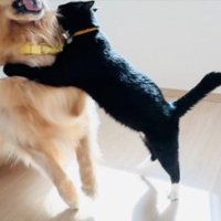 同居猫