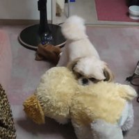 ぬいぐるみをしっかりくわえる犬