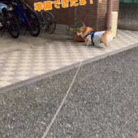 お母さんを探すジノくん