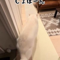 しっぽを垂らして部屋の奥へと歩いていく犬