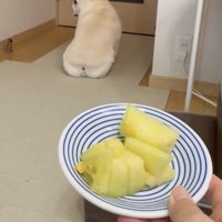 メロンを前に少し振り返る犬