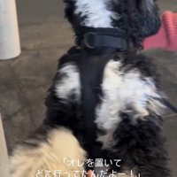 フランくんとママさんの再会6