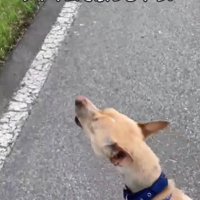 お散歩好きなわんこに♡