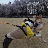 ワンプロ