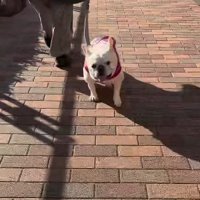 愛犬のお散歩中に…