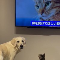 飼い主さんを見るるちるちゃん