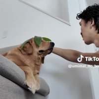 葉っぱを直してもらう犬