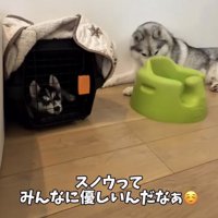 クレートのそばで休む犬