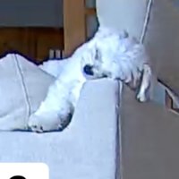 ソファの背もたれに眠る犬2