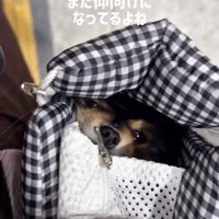 仰向けで人を見上げる犬