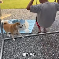 走ってきたおもちくん