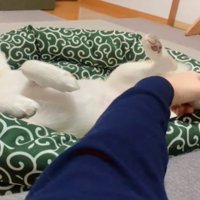 足を持たれても無反応な犬